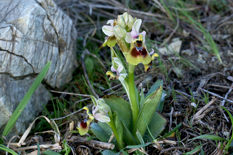 Ophrys tenthredinifera subsp. neglecta (Parl.) E.G. Camus